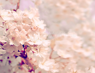 Buy stock photo White flowers, growth and cherry blossom in nature with mockup for farming, agriculture and garden or park. Apple tree for development, fruits and sustainability with start or beginning of spring