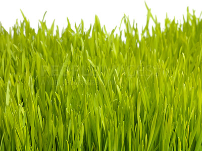 Buy stock photo Nature, plant and grass on a white background for garden, meadow and park for growth, field and landscape. Agriculture, sustainability and isolated plants for environment, ecosystem and ecology