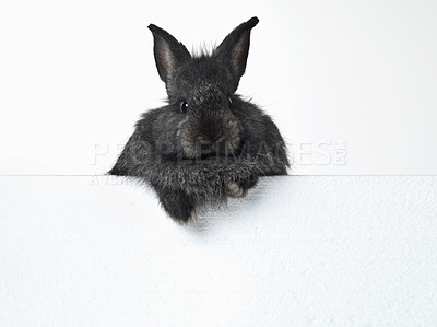 Buy stock photo Rabbit, portrait and mockup space in studio for advertising information for market sales or promotion, poster and placard for design. Bunny, billboard and announcement with pet for easter holiday.