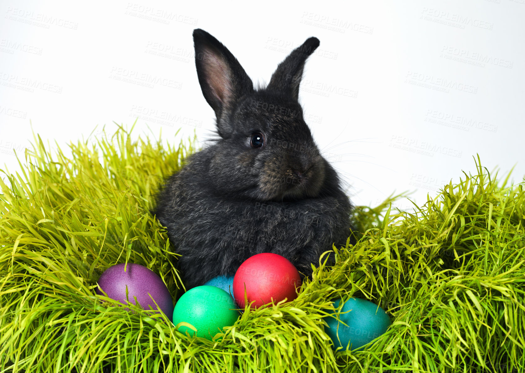 Buy stock photo Easter, eggs and rabbit on grass in studio for celebration, kids fun and creative paint. Culture, tradition and bunny with chocolate, color and hunt on Good Friday, festive event or Christian holiday