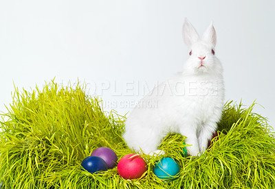 Buy stock photo Easter, eggs and rabbit on nest of grass in studio space for celebration, fun and creative paint. Culture, tradition and bunny with chocolate, mockup and hunt on Good Friday, festive event or holiday