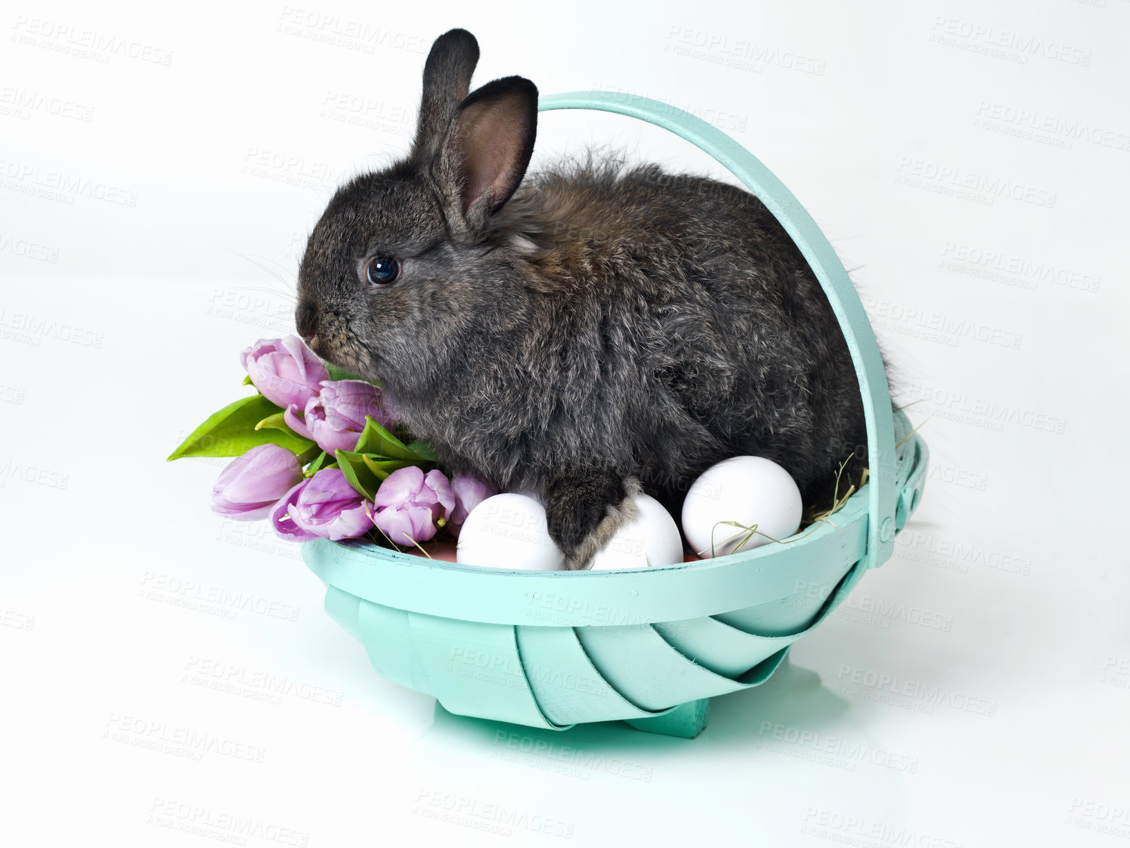 Buy stock photo Easter, eggs and bunny in basket in studio for celebration, fun and flowers for festive event. Culture, tradition and rabbit with nest, gift and hunt on Good Friday, Christian holiday and animals.