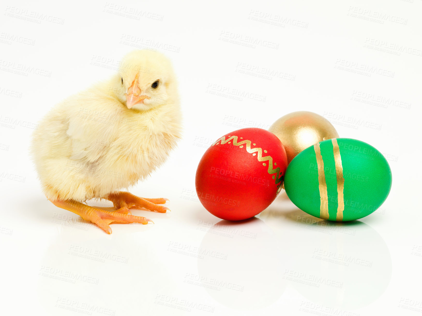 Buy stock photo Chick, easter and chocolate eggs or sweets dessert on holiday for festive celebration, shell or traditional. Animal, young and unhealthy snack in studio white background for vacation, season or candy