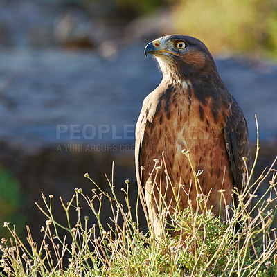 Buy stock photo Shot of a majestic bird of prey