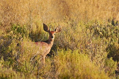 Buy stock photo Deer, portrait and wildlife in natural habitat for conservation, ecosystem and environment for animals. Steenbok or buck, stand and herbivore in field in North America or nature for countryside.