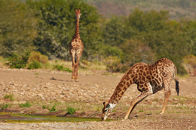 Buy stock photo Shot of giraffes in their natural habitat