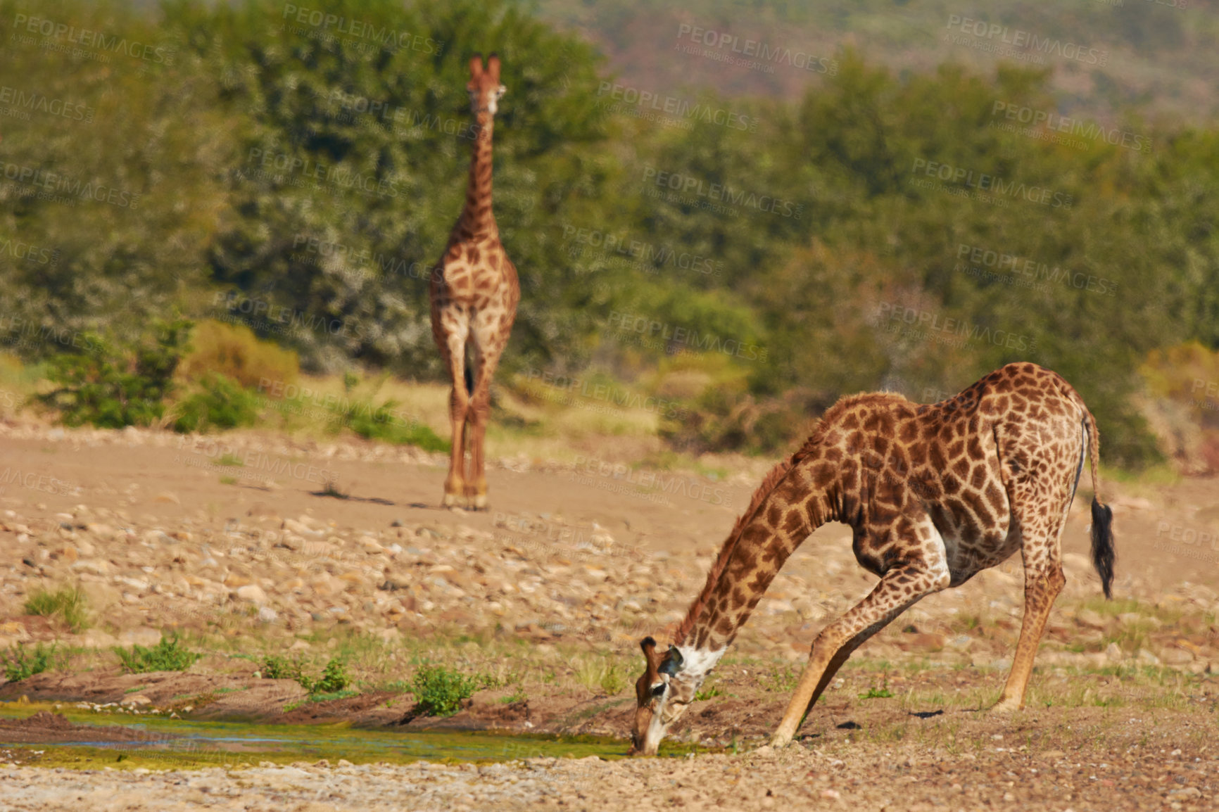 Buy stock photo Shot of giraffes in their natural habitat