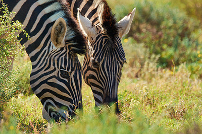 Buy stock photo Zebras, grass and outdoor with nature, sunshine and environment with countryside and habitat. Animals, natural and food with summer and plants with safari and bush with wildlife and Africa