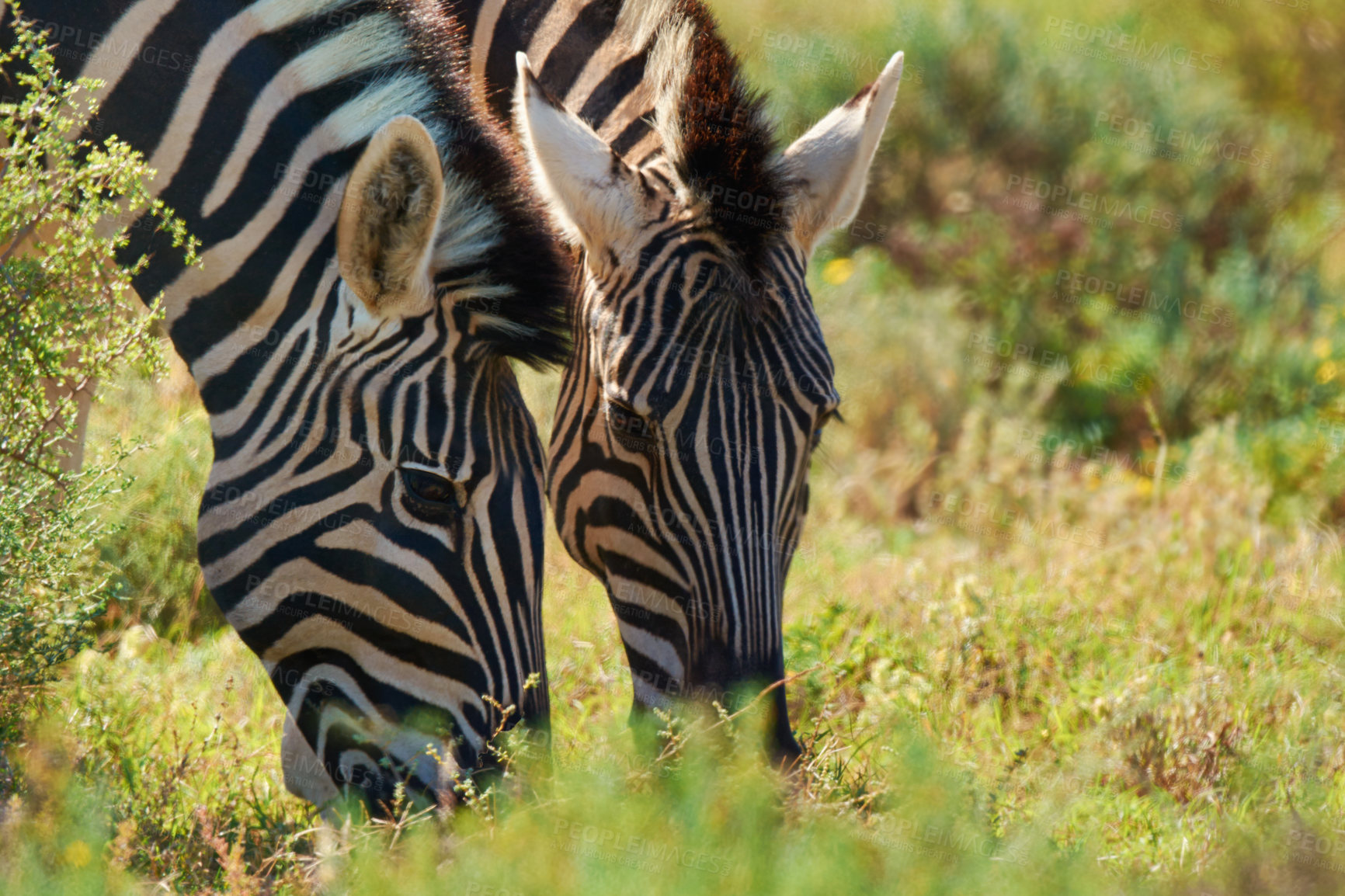 Buy stock photo Zebras, grass and outdoor with nature, sunshine and environment with countryside and habitat. Animals, natural and food with summer and plants with safari and bush with wildlife and Africa