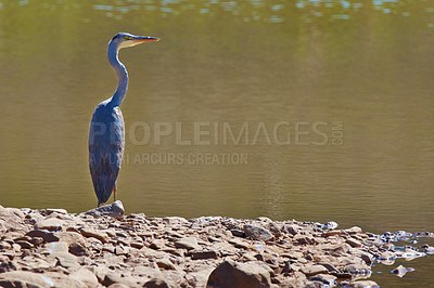 Buy stock photo Outdoor, habitat and bird with lake, sunshine and natural with fresh air and environment. Animal, avian and nature with water and countryside with landscape and peace with spring, forest and wetland