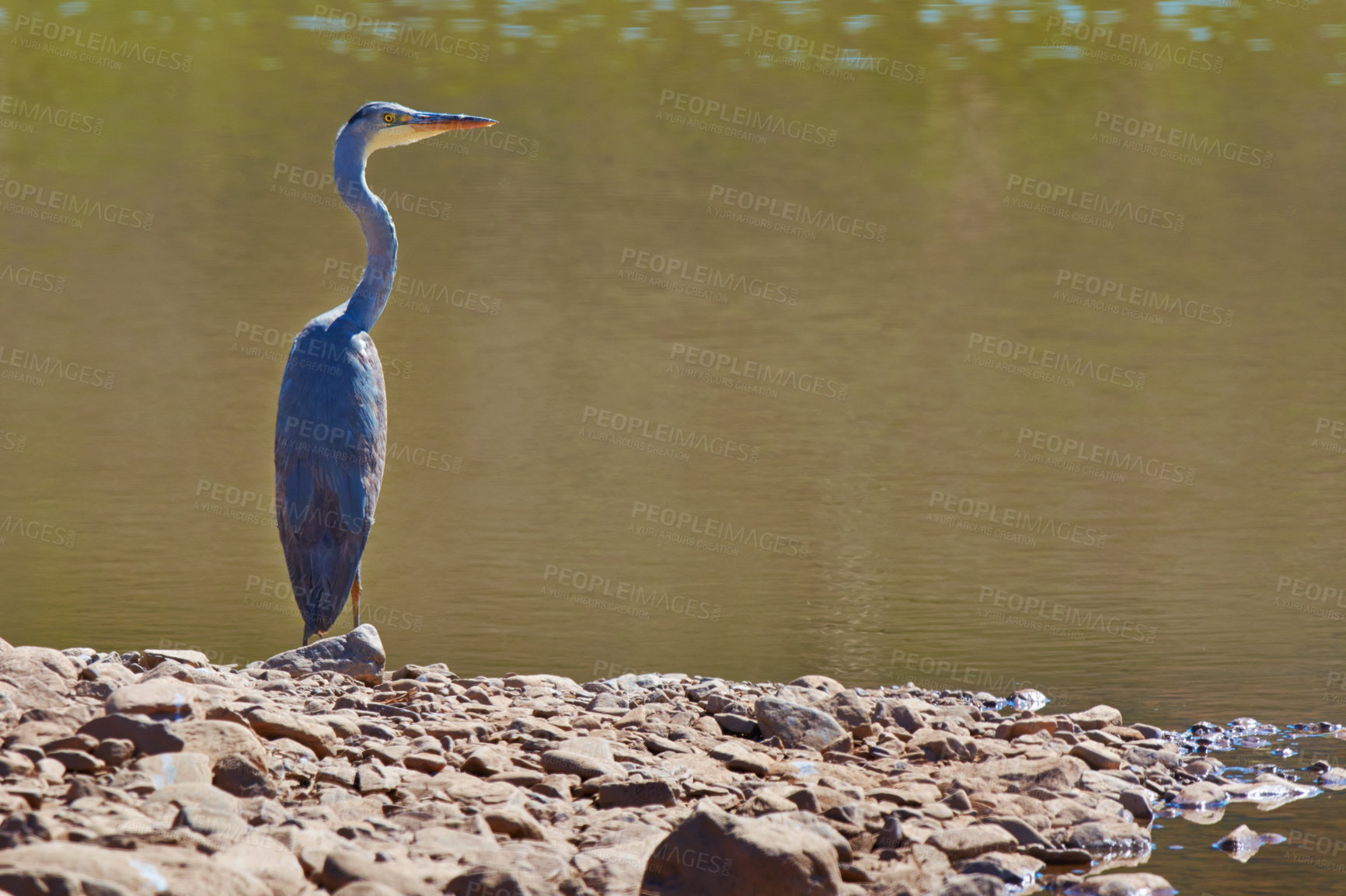 Buy stock photo Outdoor, habitat and bird with lake, sunshine and natural with fresh air and environment. Animal, avian and nature with water and countryside with landscape and peace with spring, forest and wetland