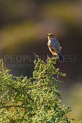 Buy stock photo Shot of a bird in it's natural habitat