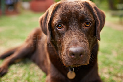 Buy stock photo Portrait of a brown dog lying outdoors