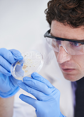 Buy stock photo Science, research and man with bacteria in dish for vaccine development, medicine or growth test. Laboratory, investigation and scientist with virus in glass for medical study with microbiome results