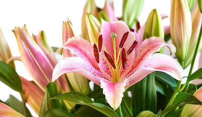 Buy stock photo Oriental lily, flower and growth of plant closeup, natural bloom and sustainability on white background. Floral petal, leaves and garden for botany, eco friendly and texture pattern for decoration