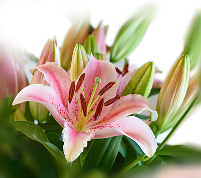 Buy stock photo Oriental lily, flower and plant pattern closeup for growth, bloom and sustainability on white background. Floral petal, leaves and garden for botany, eco friendly and natural texture for decoration