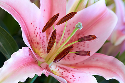 Buy stock photo Lily flower