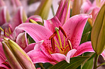 A red lily flower