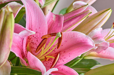 Buy stock photo Pink lily, flowers and leaves in nature for growth, bloom and sustainability outdoor. Floral lilium, oriental plants and garden for botany, eco friendly and texture pattern for decoration closeup