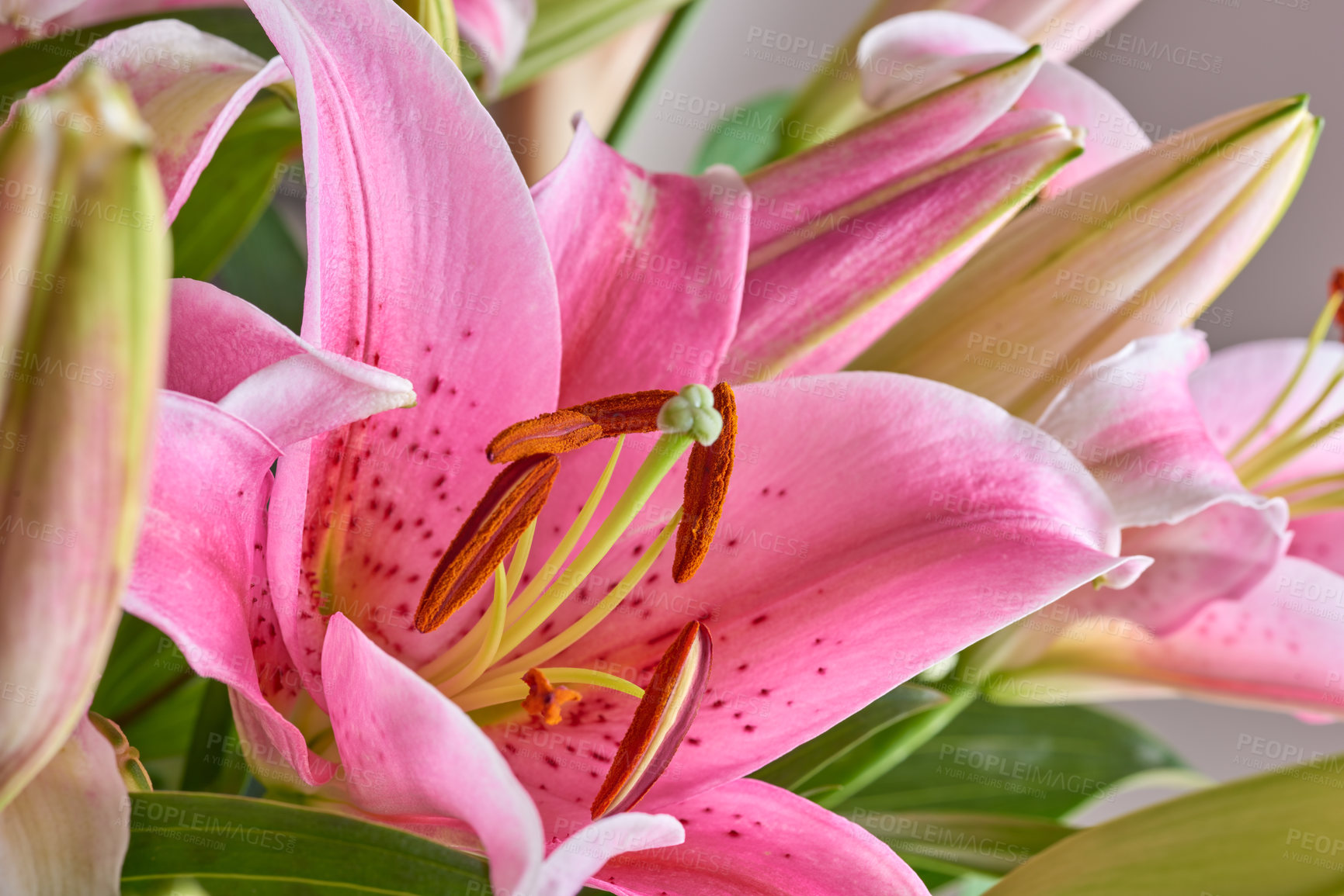 Buy stock photo Pink lily, flowers and leaves in nature for growth, bloom and sustainability outdoor. Floral lilium, oriental plants and garden for botany, eco friendly and texture pattern for decoration closeup