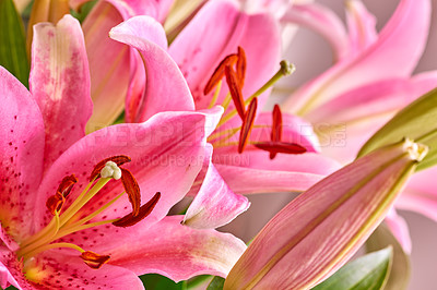 Buy stock photo Closeup top view of pink orchids growing at nursery in summer. Orchidaceae blooming in backyard garden in spring from above. Pretty flowering plants budding in a natural environment. Flora in nature