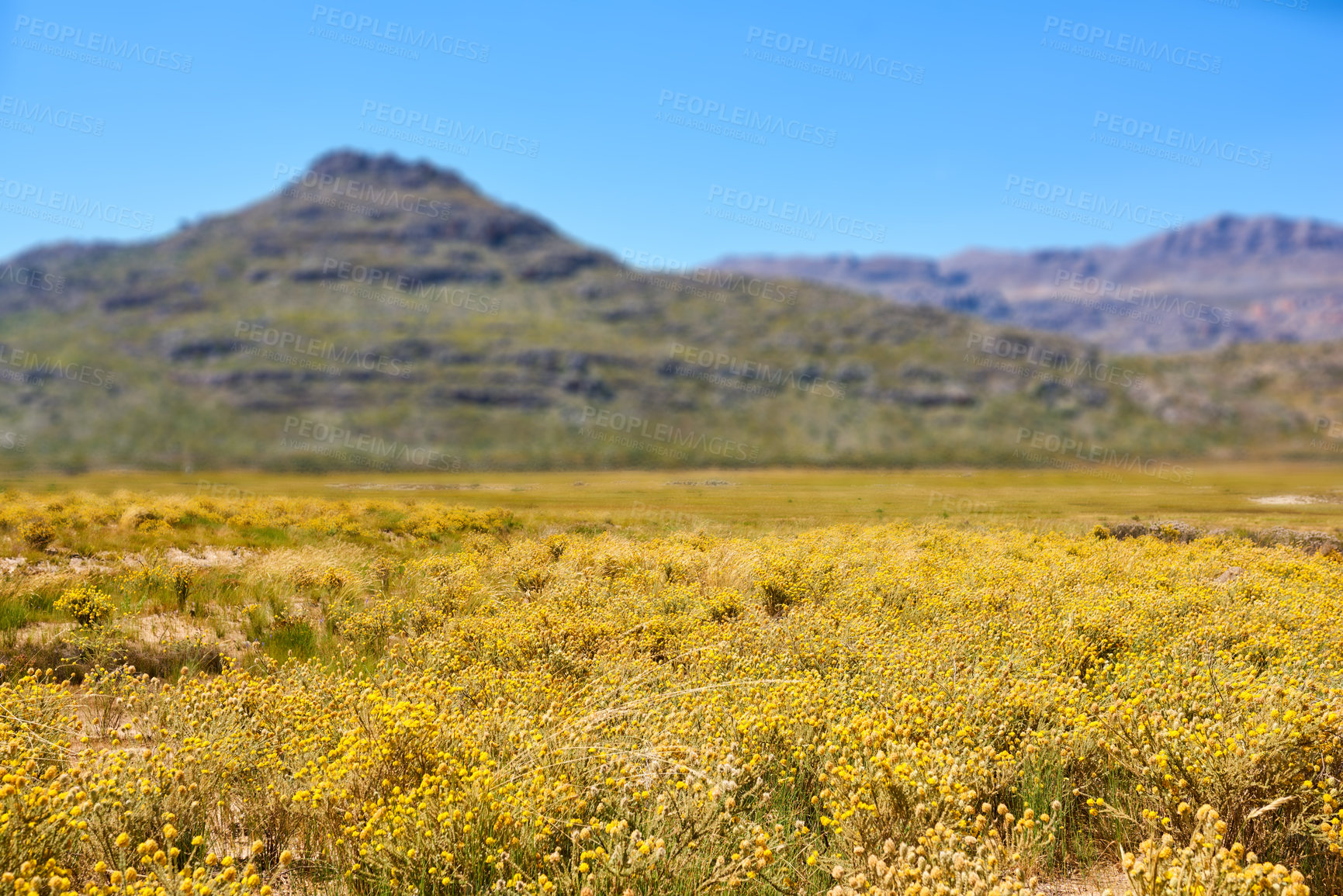 Buy stock photo Flowers, plants and mountains with nature, landscape and travel with environment, empty and adventure, Journey, conservation and countryside with growth, green and spring with tourism and earth day