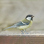 The Great Tit - Parus major