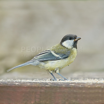 Buy stock photo Sparrow, bird and wildlife in nature of ecosystem with insectivorous, natural habitat and biodiversity conservation. Animal, wings and evolution, pest control and environment health of survival