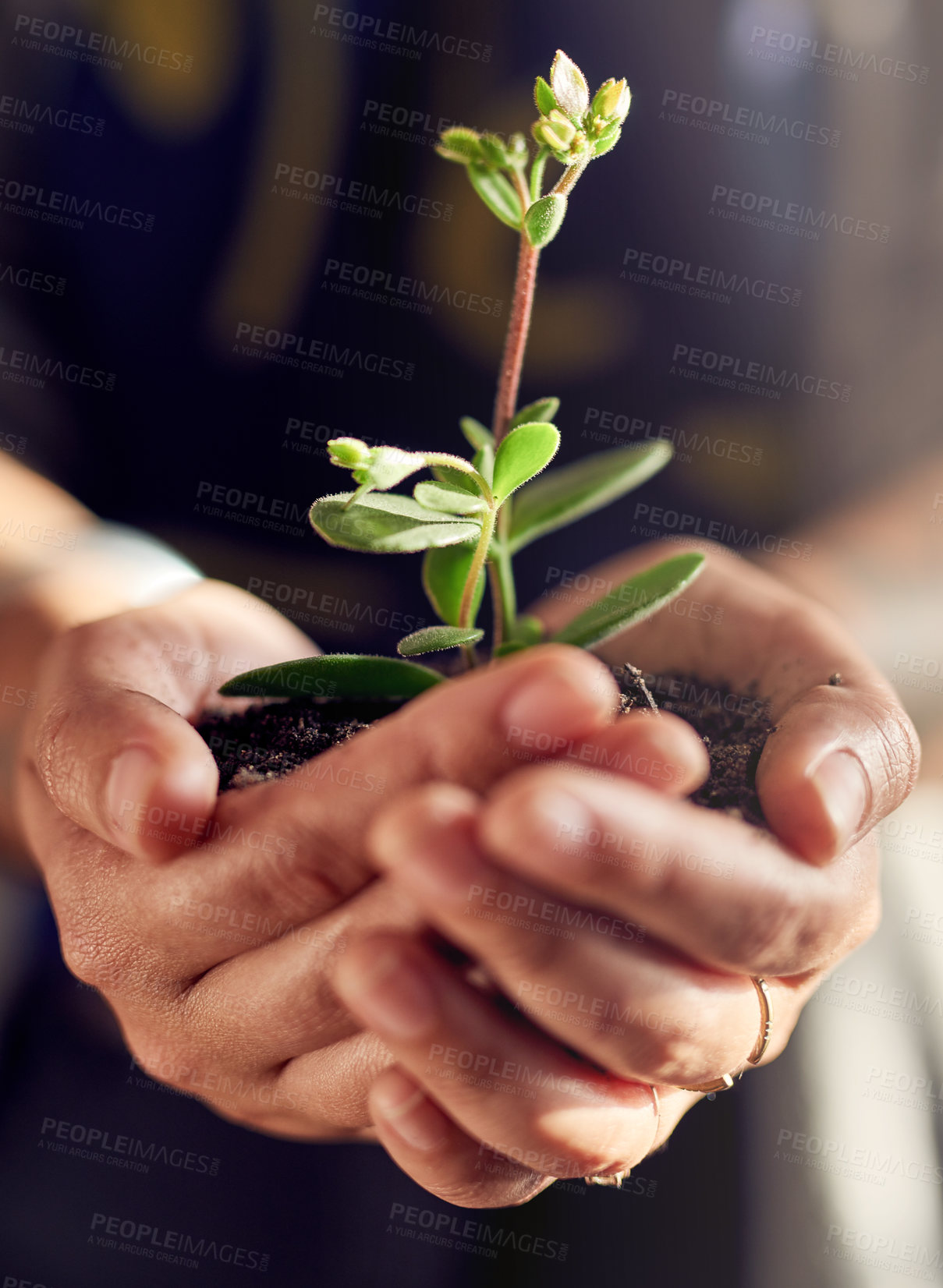 Buy stock photo Person, hands and seedling for sustainability, growth and development for support, future and conservation. Planting, earth and nature for green, ecology and environmental awareness for eco friendly