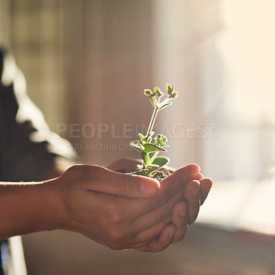 Buy stock photo Closeup shot of a woman's hands holding a seedling