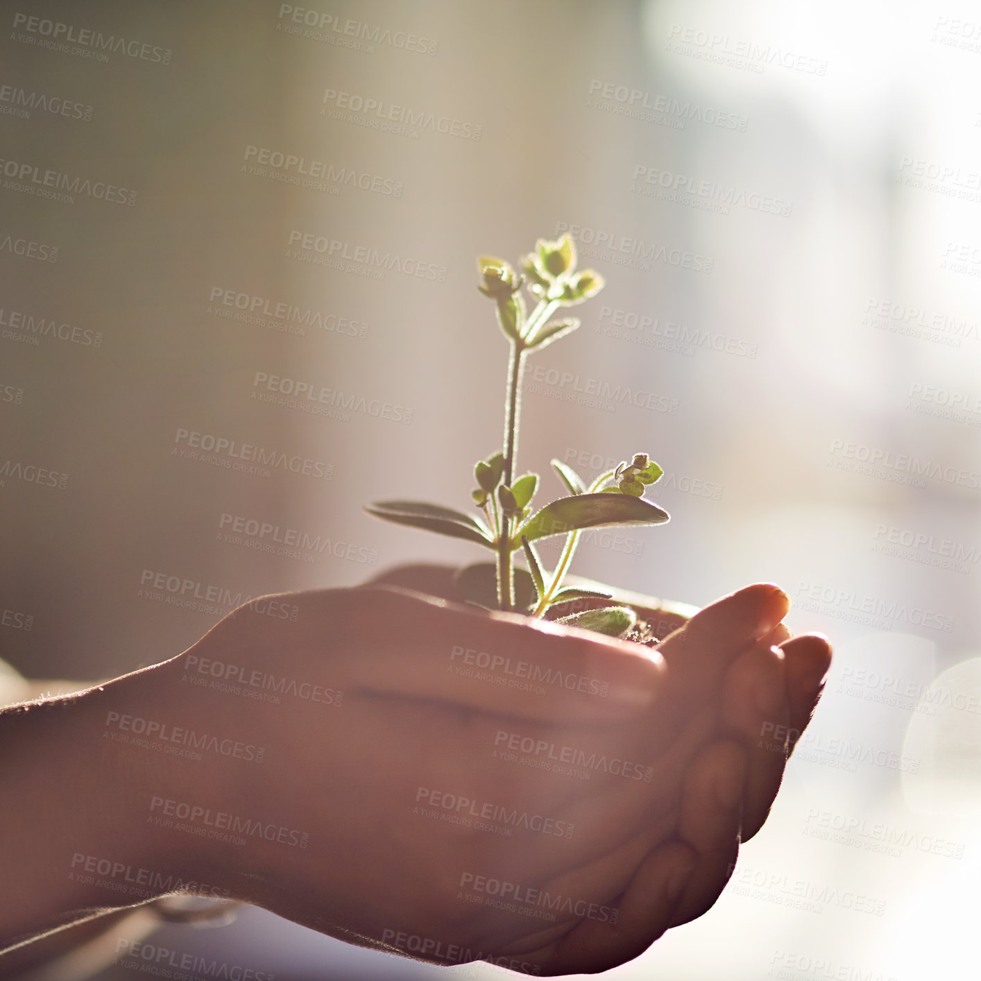 Buy stock photo Sustainability, hands and seedling for planting, growth and development for support, future and conservation. Person, earth and nature for green, ecology and environmental awareness for eco friendly