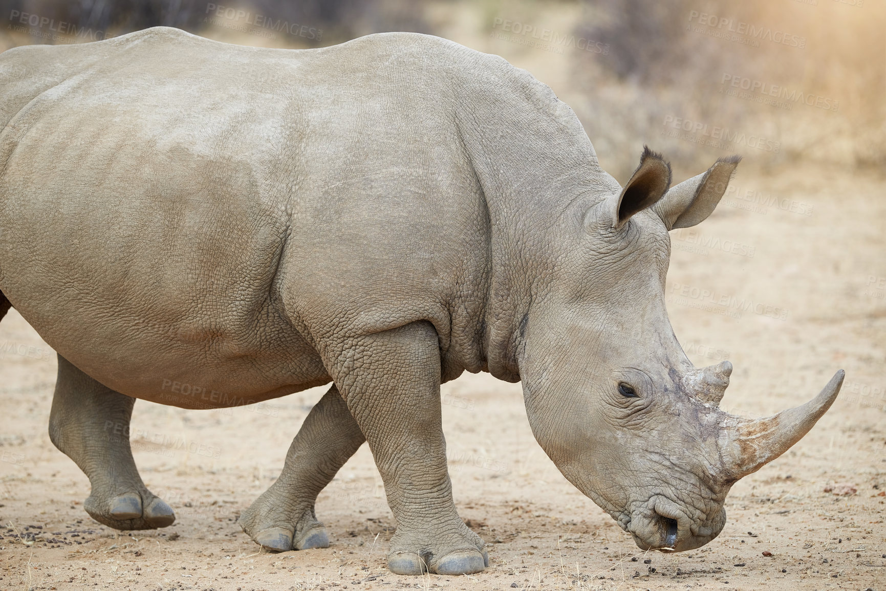 Buy stock photo Rhino, safari and sand with foraging in outdoor for food, nature and wildlife with nose. Powerful, mammal and herbivore on game farm for endangered animal with preservation of horn from poachers.