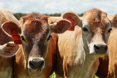 Buy stock photo Shot of a herd of dairy cows standing in a green pasture