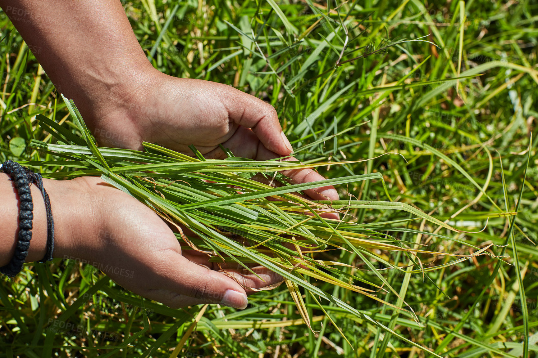 Buy stock photo Cropped shot of an unidentifiable person holding a handful of freshly cut grass