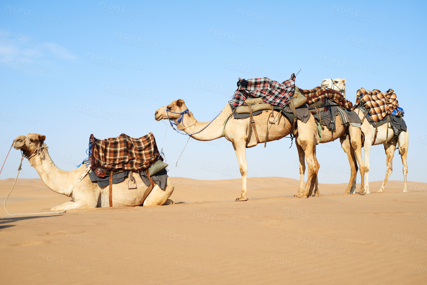 Buy stock photo Shot of a caravan of camels in the desert