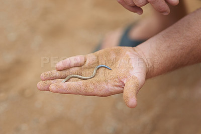 Buy stock photo Shot of an unidentifiable man holding a small snake in the palm of his hand while exploring the desert