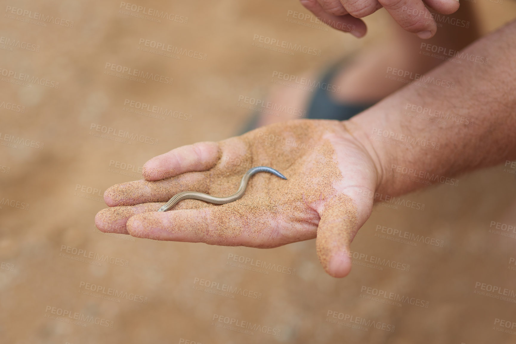 Buy stock photo Shot of an unidentifiable man holding a small snake in the palm of his hand while exploring the desert