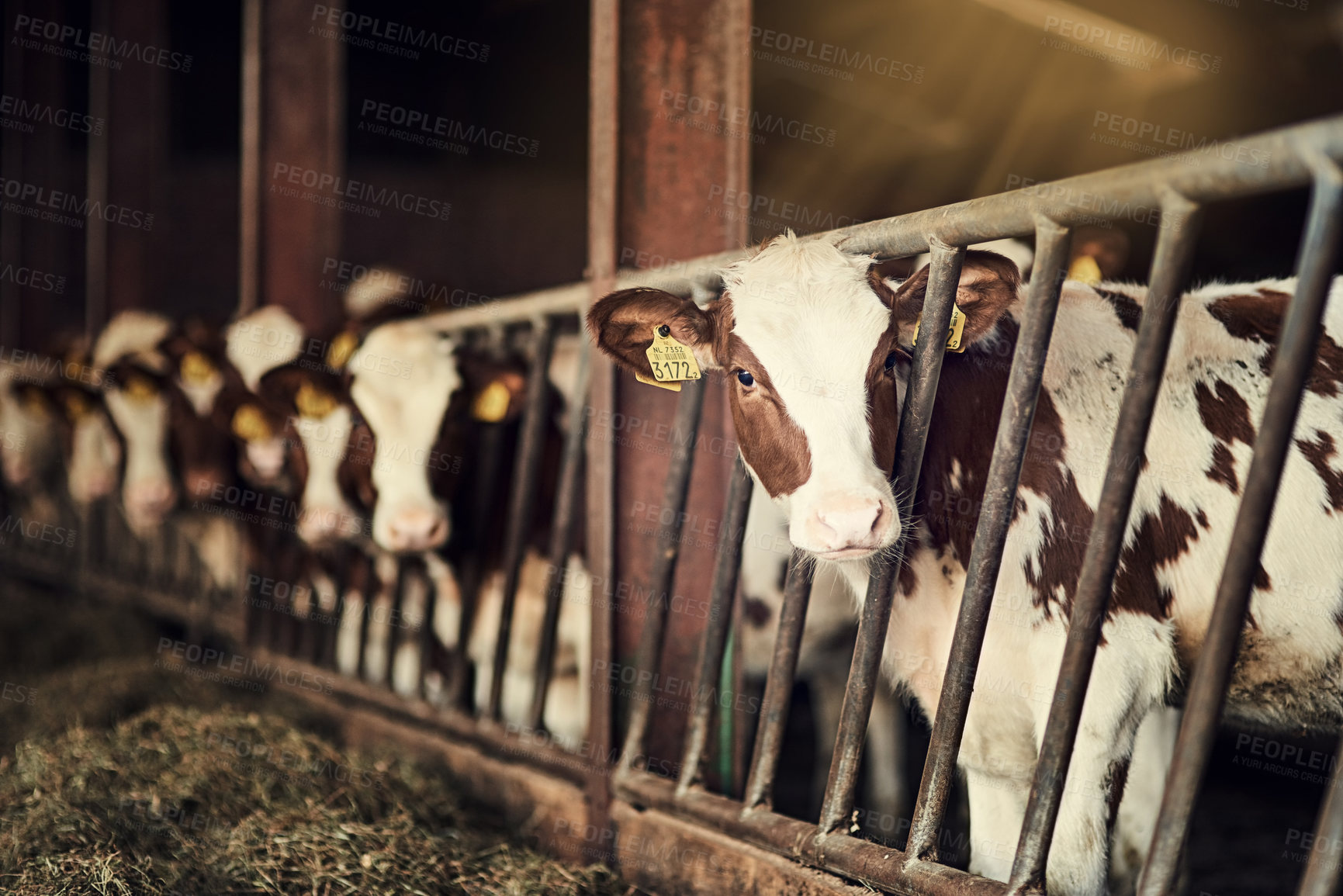 Buy stock photo Cattle farm, gate and cow pen in barn for dairy animals, sustainable agriculture and beef production. Eco friendly farming, livestock and fence for security and protection in shed with grass for food