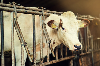 Buy stock photo Cattle, gate and pen with face of cow on dairy farm for agriculture, food or sustainability. Beef, meat or stable with animal in cage on countryside ranch for free range and organic livestock