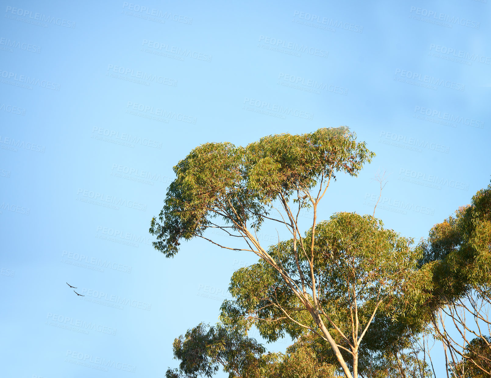 Buy stock photo Outdoor, nature and trees by blue sky, location and peace in sustainable environment. Earth, oxygen leaves and texture of plants in ecosystem, countryside forest and group of birds in Switzerland