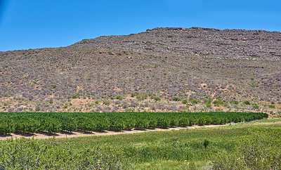 Buy stock photo Nature, vineyard and mountains with blue sky for landscape, ecosystem and ecology in South Africa. Natural background, environment and plants for scenic destination, travel and journey in countryside