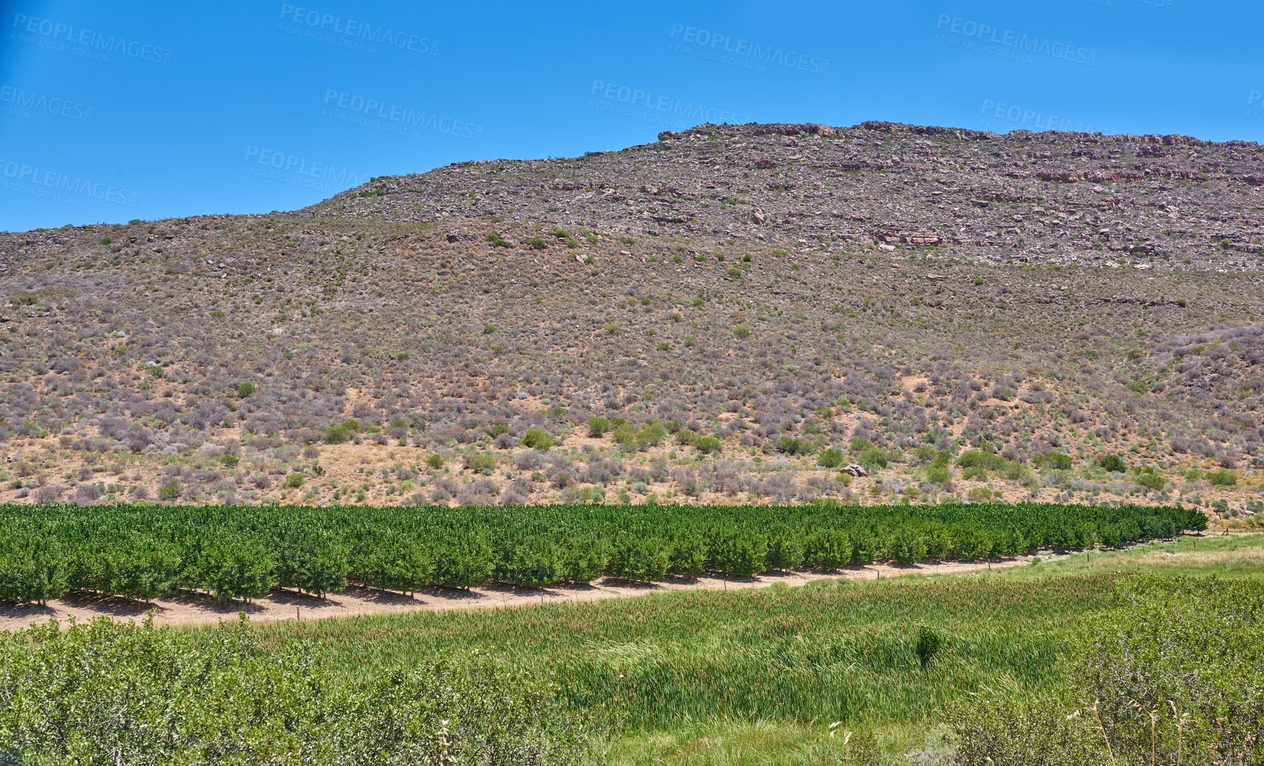 Buy stock photo Nature, vineyard and mountains with blue sky for landscape, ecosystem and ecology in South Africa. Natural background, environment and plants for scenic destination, travel and journey in countryside