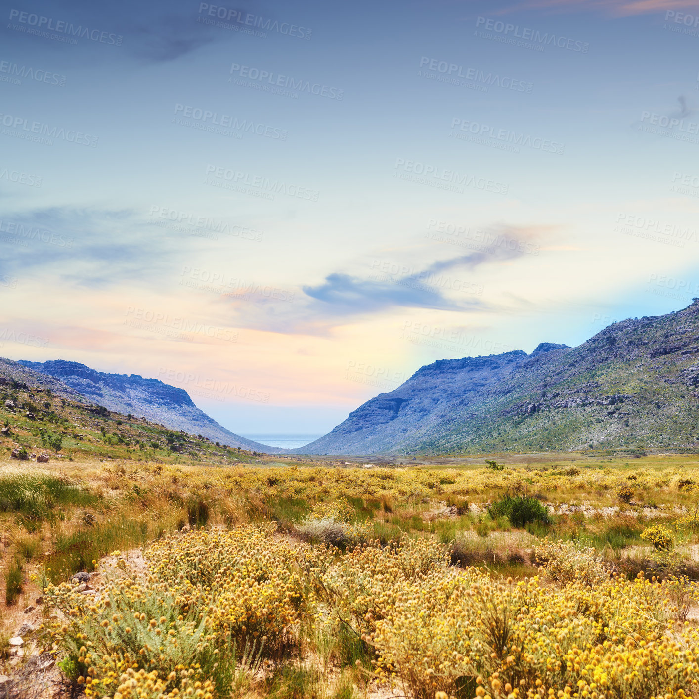 Buy stock photo Landscape, field and fynbos by mountains, outdoor and sunset with clouds, sky and conservation. Indigenous plants, flora and wild flowers in bloom, growth and bush with mockup space in South Africa