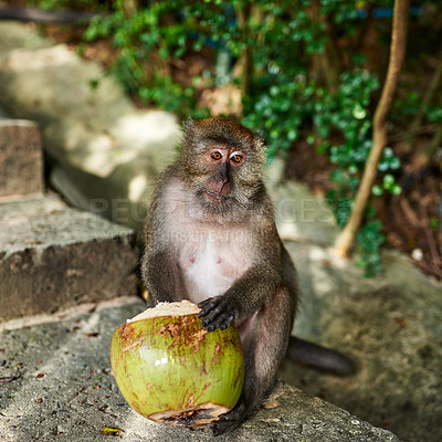 Buy stock photo Shot of a little monkey eating a coconut outside