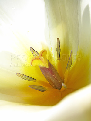 Buy stock photo Macro, flower and lily in garden and environment, nature with natural background and spring time. Closeup of plant, petal and pollen with gardening, blossom and botanical with ecology for growth