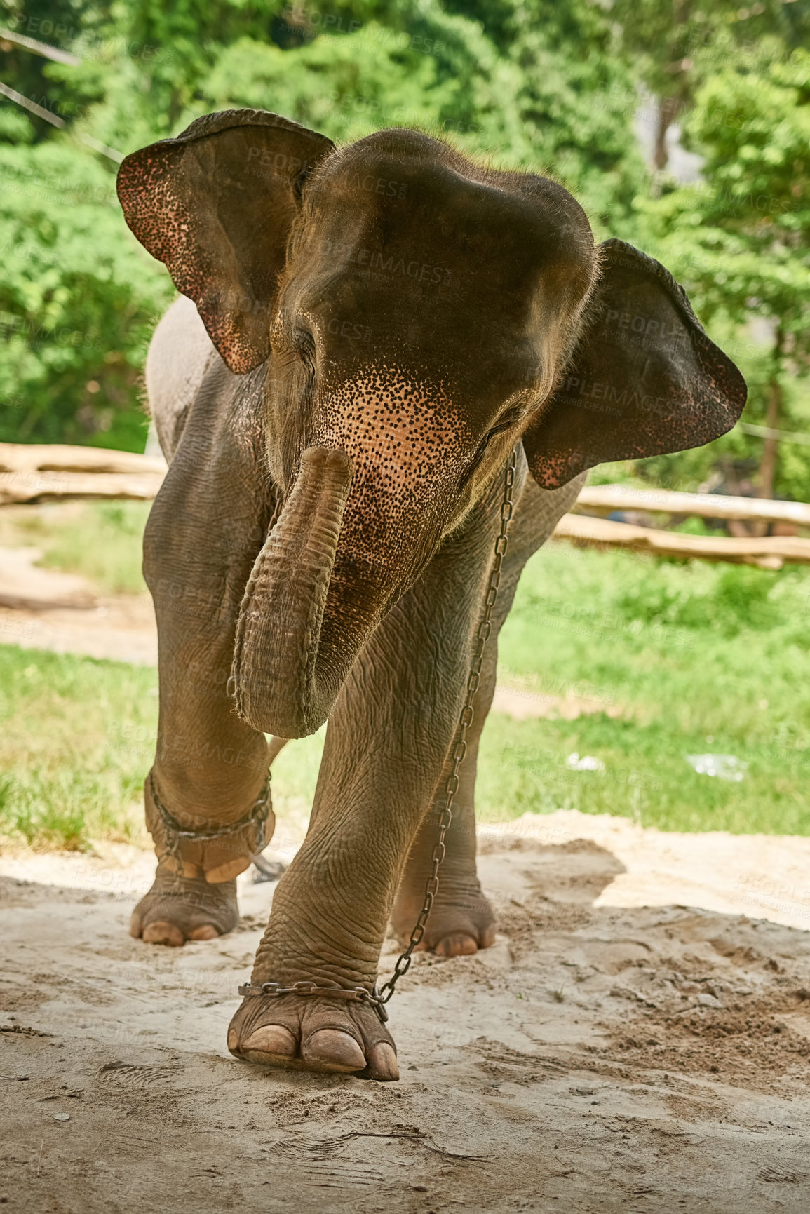 Buy stock photo Wildlife, elephant and animal in chains in jungle for capture, conservation or commercial use. Rainforest, nature portrait and mammal with trunk for exploitation, confinement or poaching in Thailand