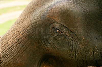 Buy stock photo Closeup shot of an Indian elephant in it's natural habitat