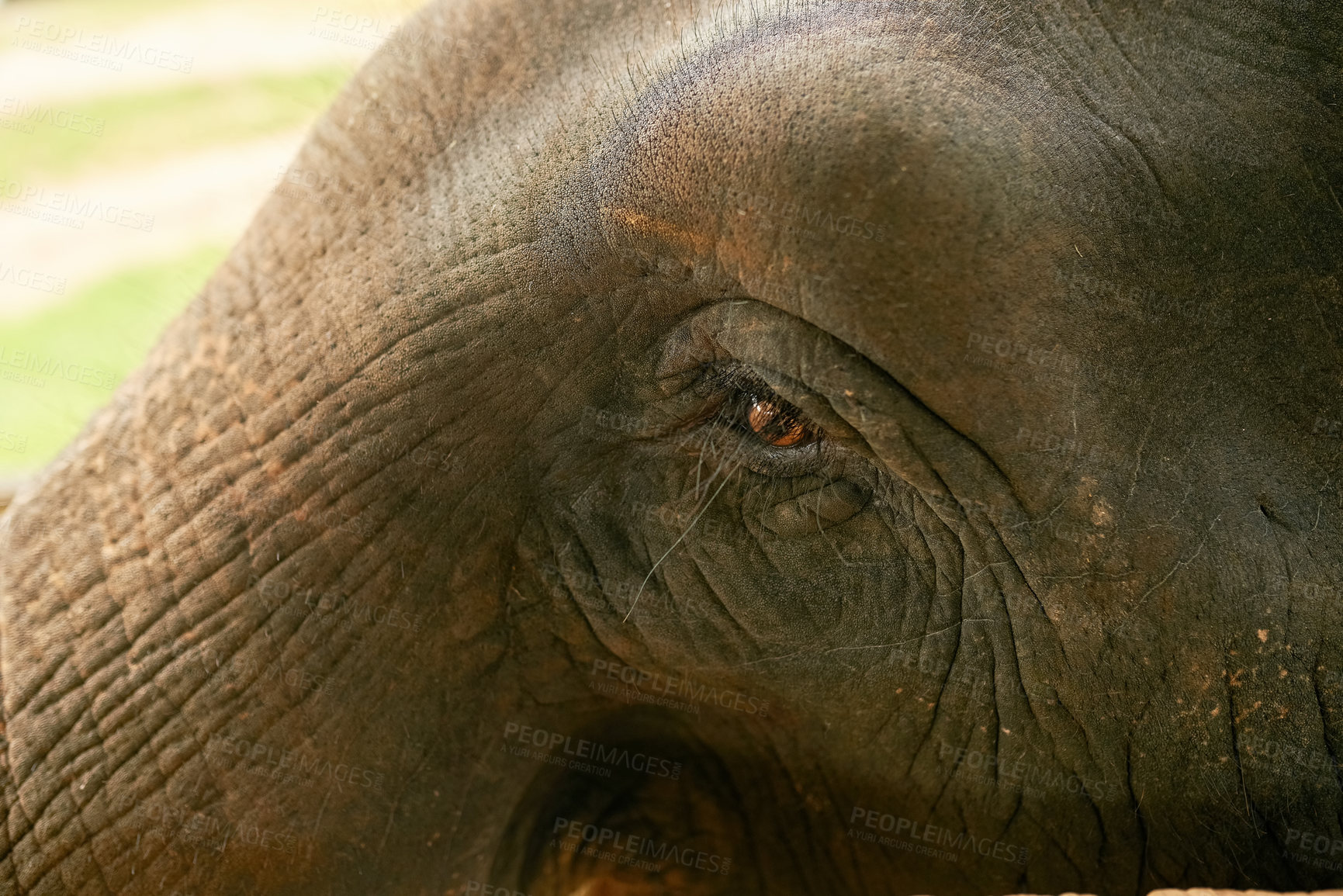 Buy stock photo Closeup shot of an Indian elephant in it's natural habitat