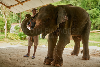 Buy stock photo Shot of an Indian elephant in and its handler standing under a canopy