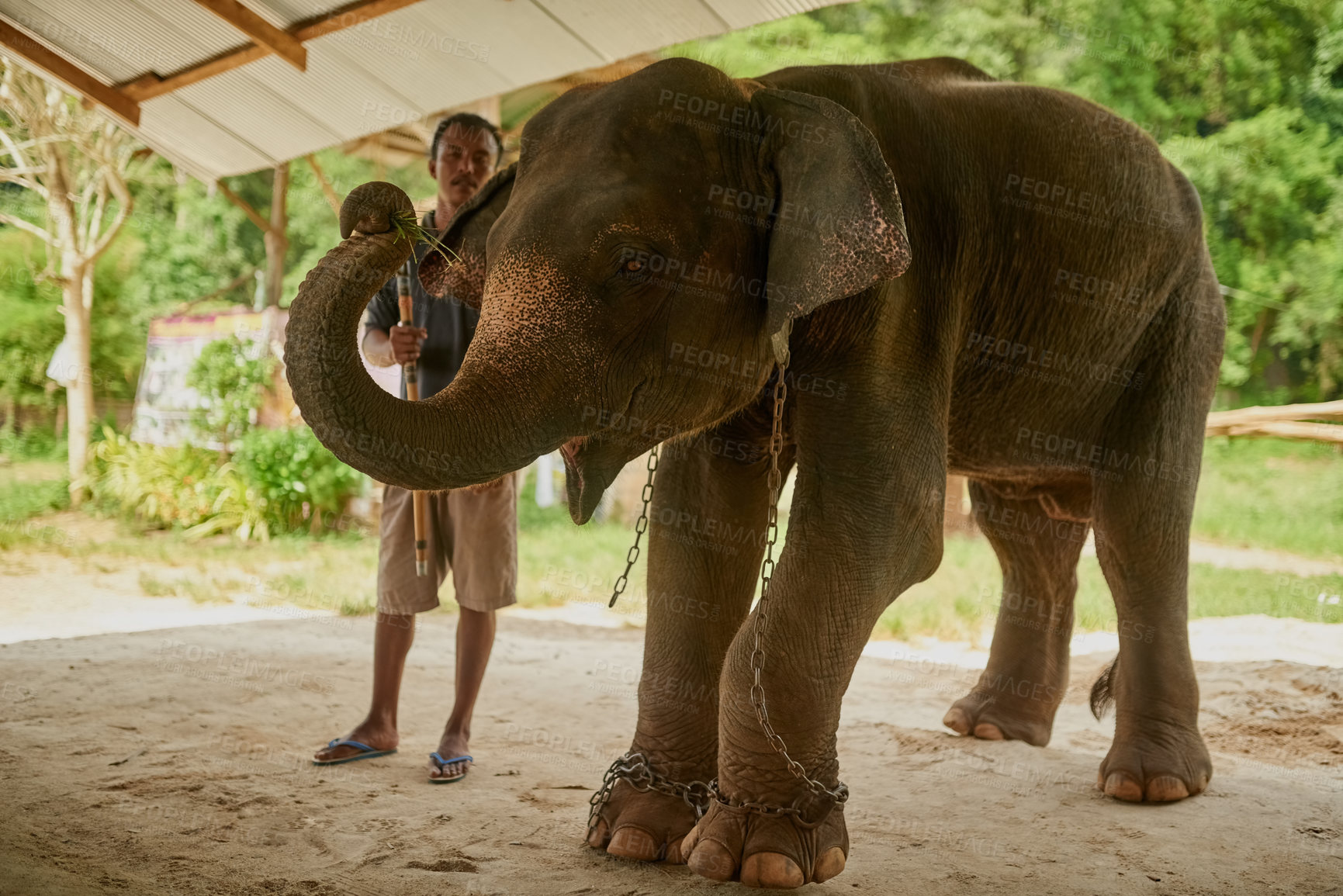 Buy stock photo Shot of an Indian elephant in and its handler standing under a canopy